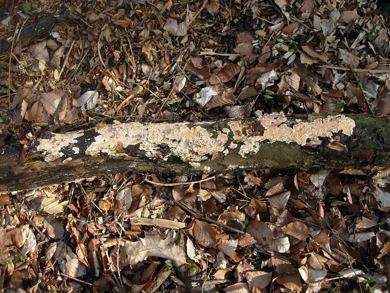 Steccherinum sp. (Steccherinum ochraceum)
